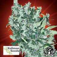 Kaliman Seeds Cheese Tease